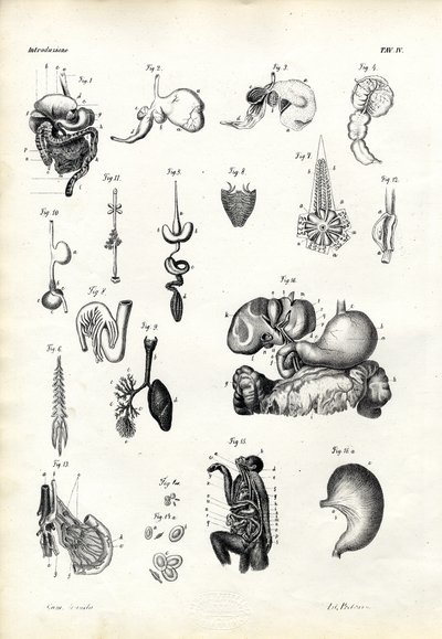 Órganos digestivos, 1863-79 de Raimundo Petraroja
